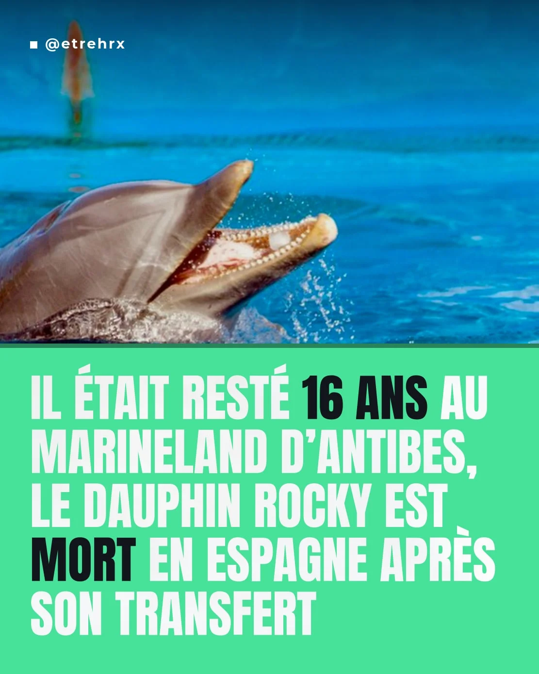 Il était resté 16 ans au Marineland d’Antibes, le dauphin Rocky est mort en Espagne après son transfert..