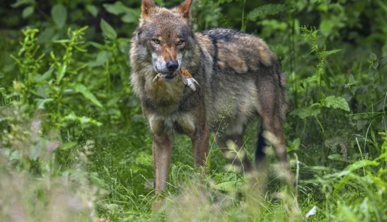 n loup dans un parc animalier (2)