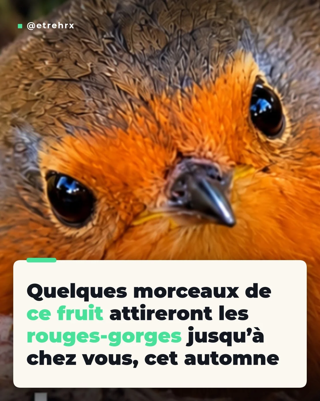 🍂 Et si quelques tranches d’un fruit que vous avez déjà chez vous pouvaient attirer les rouges-gorges dans votre jardin cet automne ? 🐦 Découvrez cette astuce toute simple et nos conseils pour leur offrir un petit coin accueillant, avec de la nourriture, de l’eau et un abri adapté. ❤️