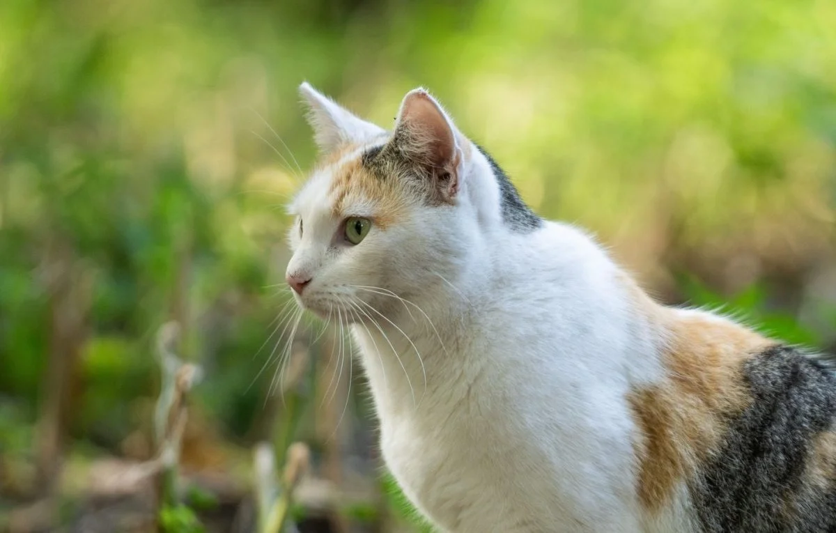 un-chat-disparu-571-jours-retrouve-sa-famille-dans-cover un-chat-disparu-571-jours-retrouve-sa-famille-dans cover